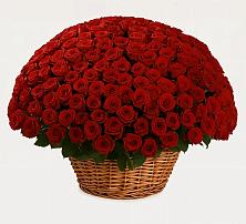 251 Премиум красная роза в Суворовское Крым Премиум букет из: Розы в Суворовское Крым